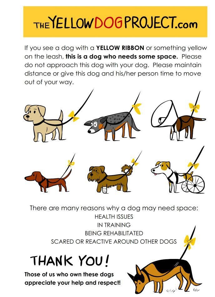 αφίσα με σκύλους με κίτρινα κορδέλα