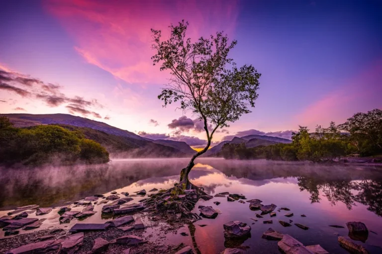 Την κατηγορία Breathing Spaces κέρδισε η Andrea Graham με μια φωτογραφία που τραβήχτηκε στο Εθνικό Πάρκο Eryri (Snowdonia) στη βόρεια Ουαλία, με τίτλο The Lone Tree. «Αυτό ήταν ένα πραγματικά μαγικό πρωινό. Φτάσαμε τη στιγμή που η ομίχλη κυλούσε πάνω από τη λίμνη Llyn Padarn και ήμασταν μόνοι!», δήλωσε η Graham και περιέγραψε τη στιγμή: «Καθώς πλησίαζε η ώρα της αυγής, αντικρίσαμε αυτούς τους όμορφους ροζ τόνους που σχηματίστηκαν πριν ο Ήλιος τελικά ανέβει πάνω από τα βουνά και φιλήσει το διάσημο, μοναχικό δέντρο».