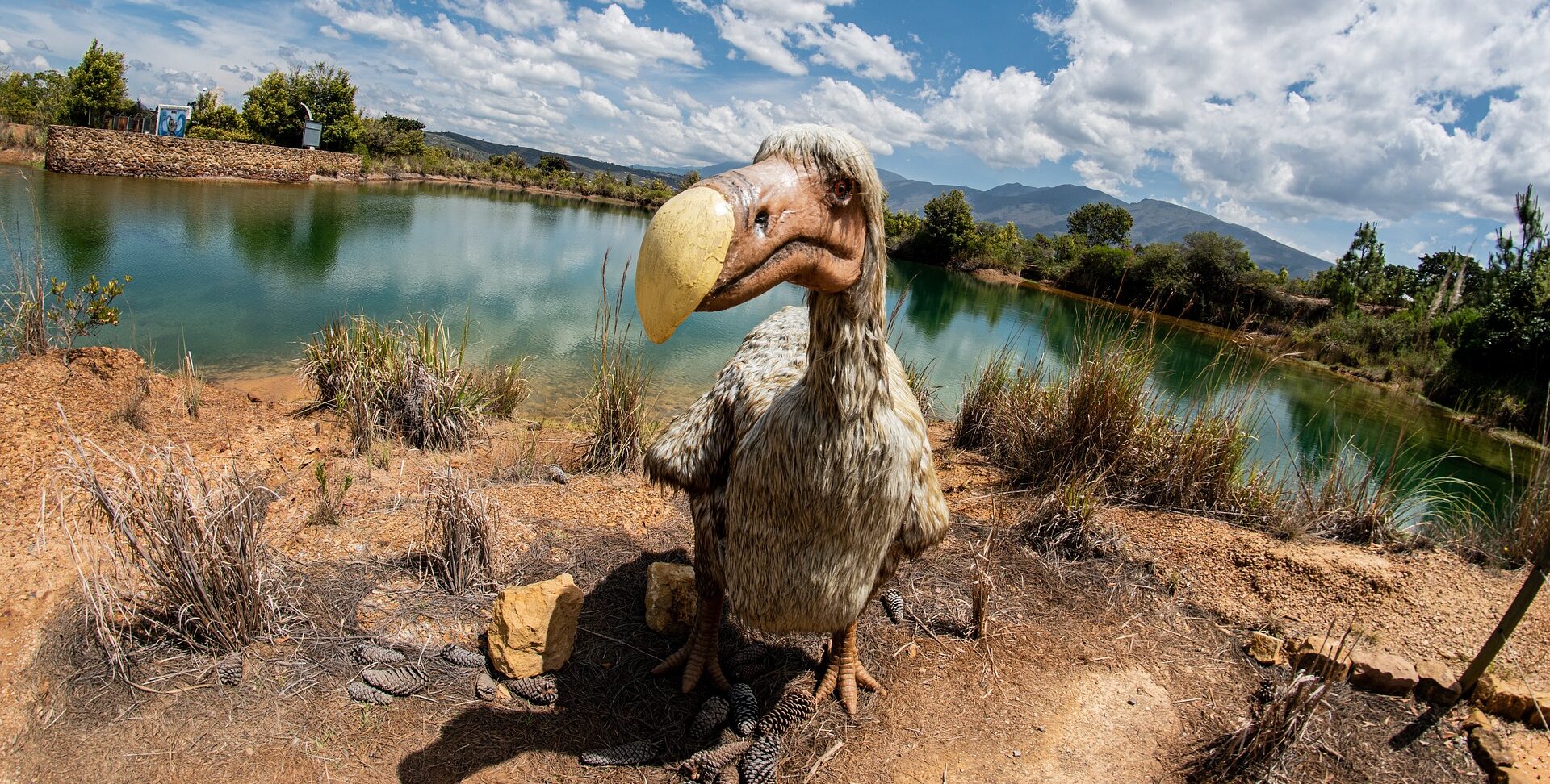 Το πτηνό dodo / ντόντο που εξαφανίστηκε τον 17ο αιώνα