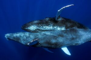 Δύο αρσενικές φάλαινες κάνουν σεξ
