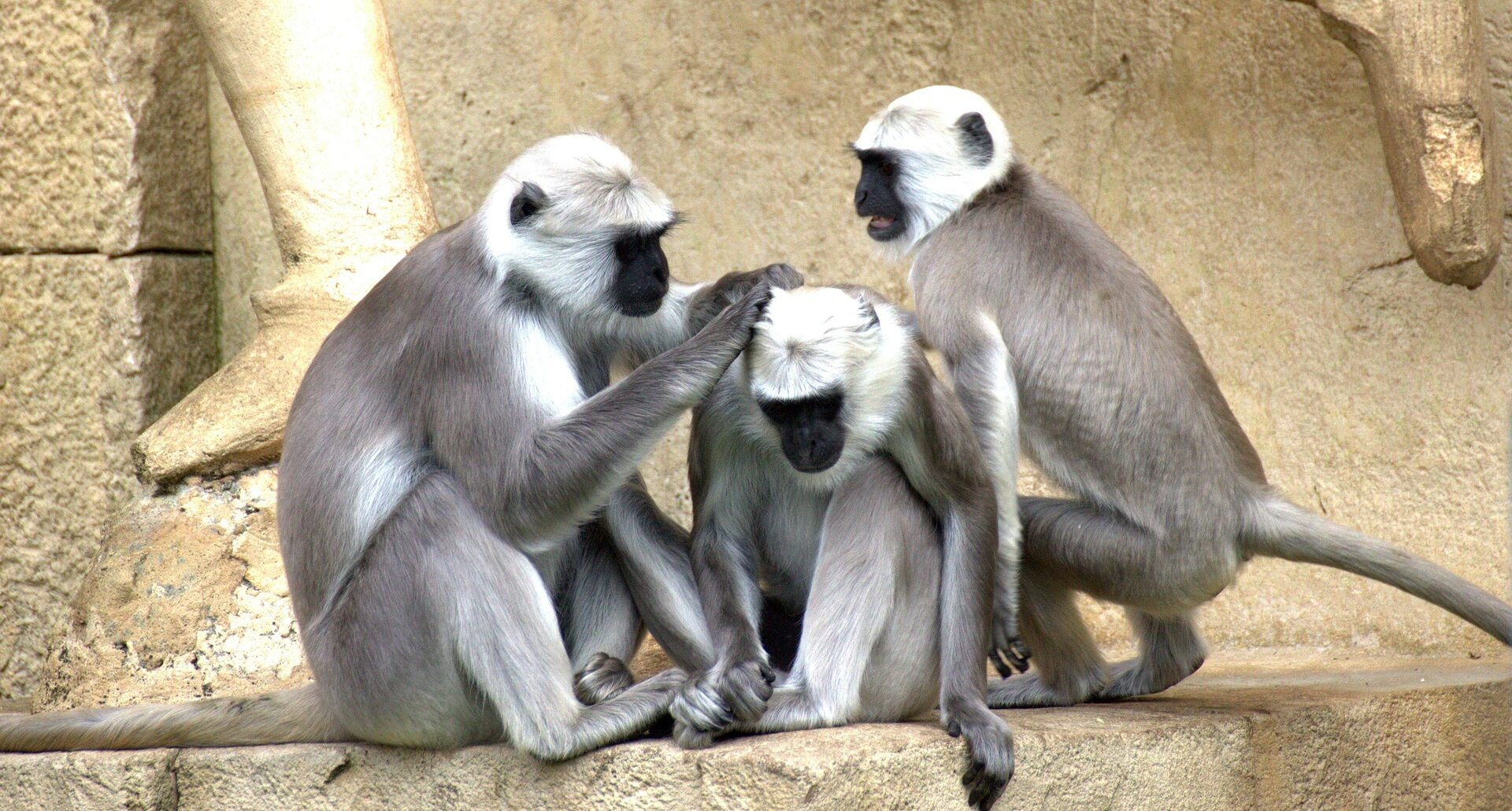 Τρεις πίθηκοι παίζουν
