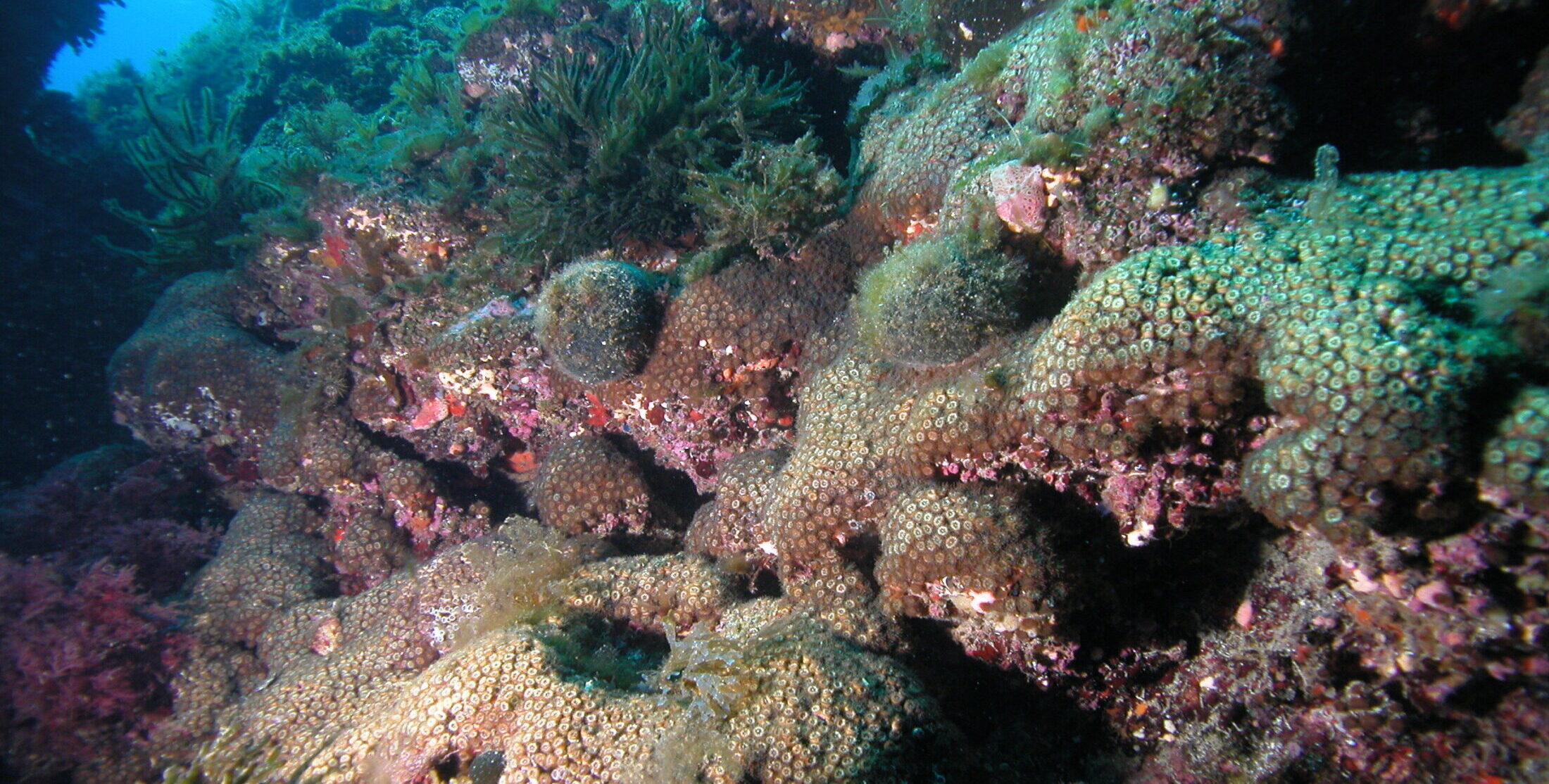 Το κοραλλιογενές είδος Cladocora caespitosa