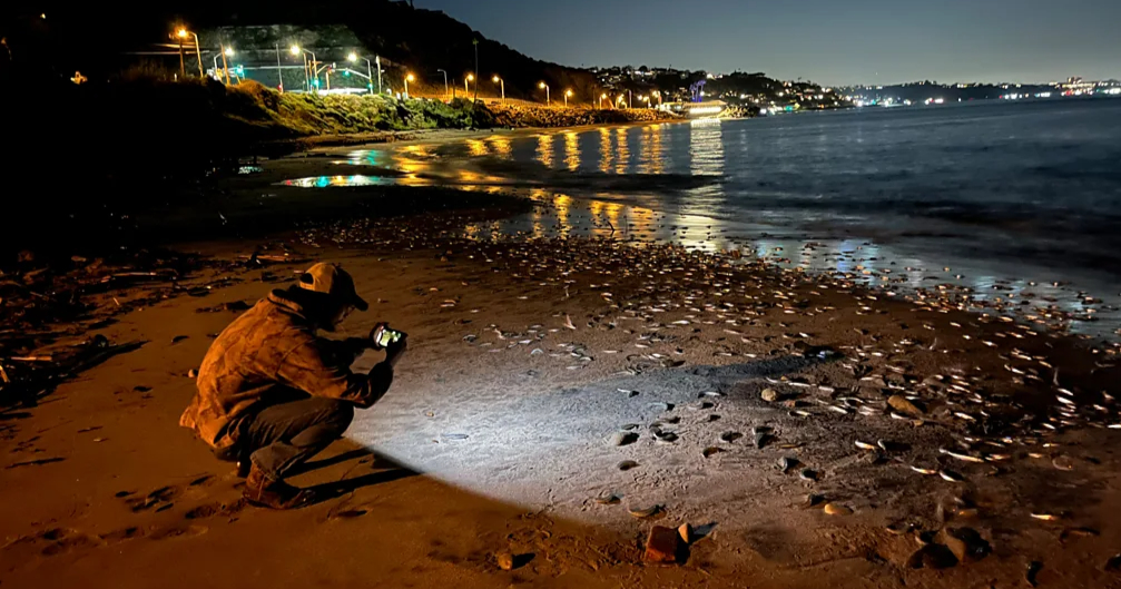 Το ζευγάρωμα των grunion είναι μοναδικό: Τα θηλυκά πετάγονται από το νερό στην άμμο, ενώ τα αρσενικά ακολουθούν και γονιμοποιούν τα αυγά