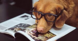 Η μελέτη εγείρει το ερώτημα γιατί, αν οι σκύλοι κατανοούν ορισμένα ουσιαστικά, περισσότεροι από αυτούς δεν το δείχνουν
