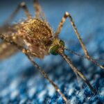 Το ασιατικό κουνούπι τίγρης (Aedes albopictus), μεταφέρει τον δάγκειο πυρετό και έχει εγκατασταθεί σε 13 ευρωπαϊκές χώρες από το 2023