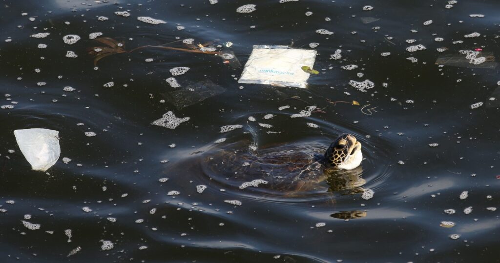 Σύμφωνα με τη WWF, μία στις δύο θαλάσσιες χελώνες έχει φάει πλαστικό