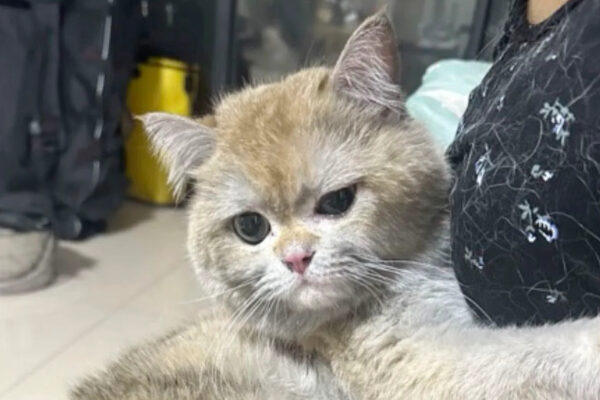 Η γάτα από την Κίνα που κατάφερε να βάλει κατά λάθος φωτιά στο διαμέρισμά της