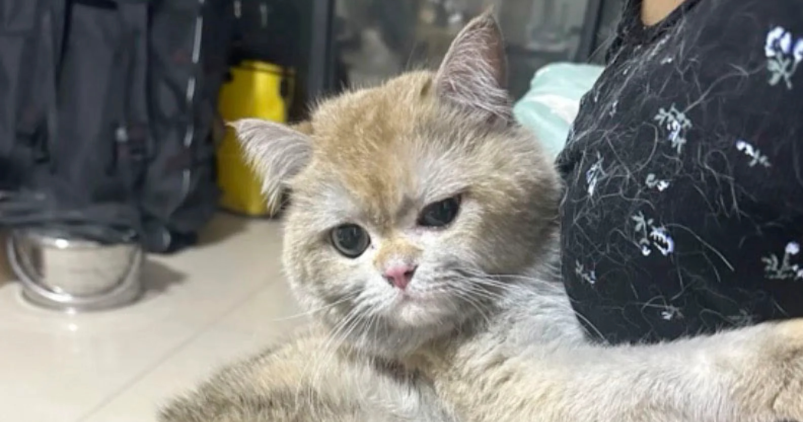 Η γάτα από την Κίνα που κατάφερε να βάλει κατά λάθος φωτιά στο διαμέρισμά της