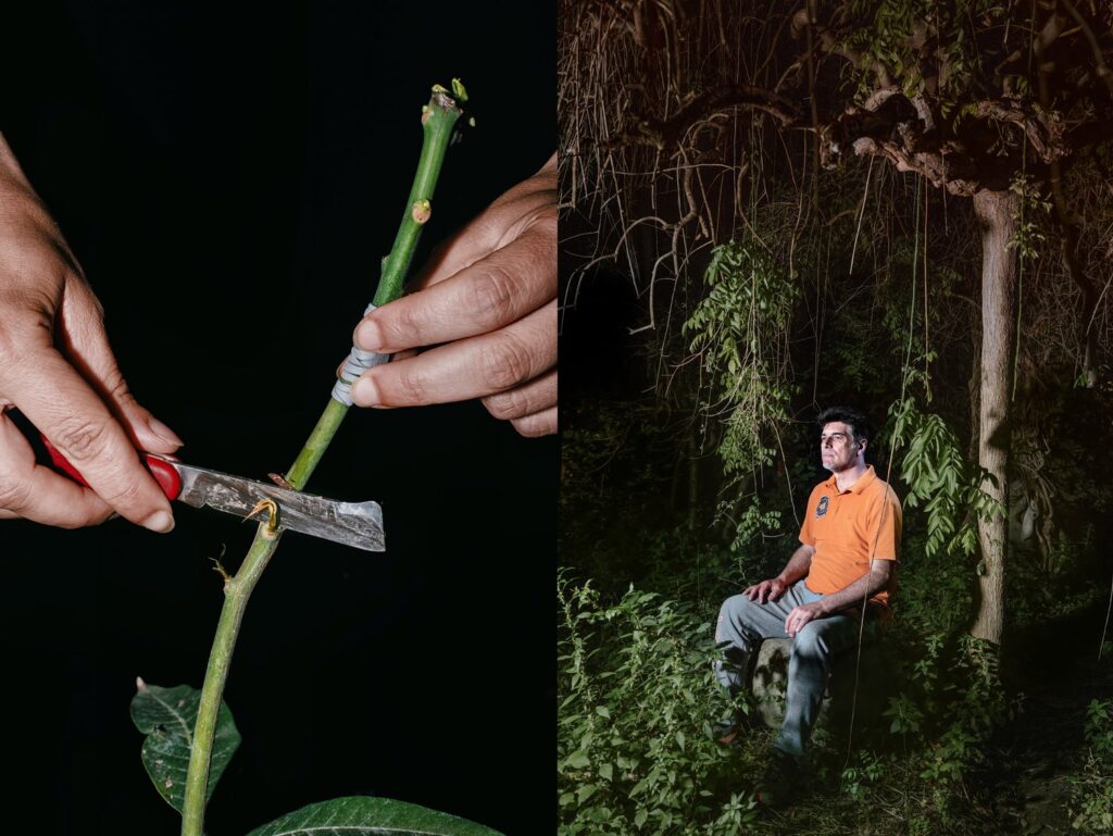 Αυτή η σειρά είναι η Tropicalia, η οποία καταγράφει τις μεθόδους που χρησιμοποιούν οι αγρότες της Σικελίας ως απάντηση στην κλιματική αλλαγή. Εδώ βλέπουμε βλαστούς μάνγκο να προετοιμάζονται για εμβολιασμό, καθώς οι αγρότες στρέφονται από τα εσπεριδοειδή στους τροπικούς ελαιώνες λόγω της αλλαγής του κλίματος στο νησί