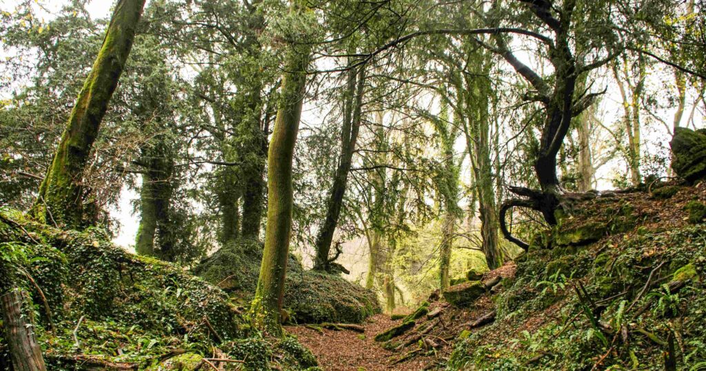 Puzzlewood, Δάσος του Dean, Ηνωμένο Βασίλειο. Με 14 στρέμματα καταπράσινου δάσους, μυστικές σπηλιές και αρχαία ερείπια, δεν είναι περίεργο που τα μυστικιστικά δάση του Puzzlewood αποτέλεσαν το ιδανικό σκηνικό για τα δάση της Takodana στο The Force Awakens. Στο απόκοσμο τοπίο μπορείς να πάρεις μέρος σε ένα κυνήγι θησαυρού μήκους 1,5 μιλίου, όπου θα αναζητήσεις ρωμαϊκά νομίσματα, ζώα και άλλα αντικείμενα κρυμμένα σε όλο το δάσος, ή αν δεν θέλεις περιπέτεια, απλά προγραμμάτισε μια μαγευτική διαμονή σε ένα από τα σπίτια του Puzzlewood.