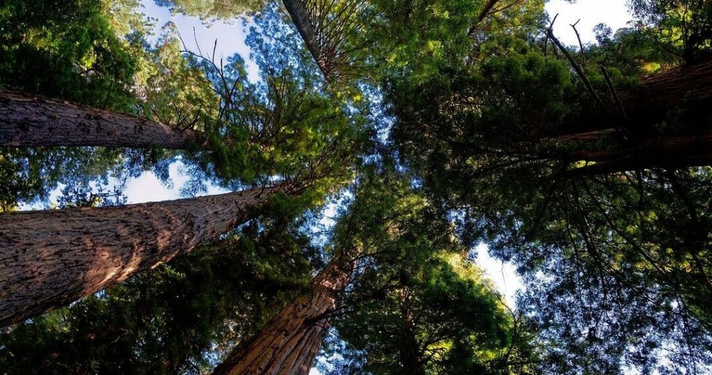 Εθνικά και πολιτειακά πάρκα Redwood, Καλιφόρνια Τα Εθνικά και Πολιτειακά Πάρκα Redwood προστατεύουν το 45% των εναπομεινάντων παλαιών δέντρων ερυθρελάτης της Καλιφόρνιας (μπορεί να τα ξέρεις ως σεκόγια) - δέντρα τόσο ψηλά, που είναι δύσκολο να πιστέψει κανείς ότι φύονται εδώ στη Γη. Τουλάχιστον τέσσερα από τα Redwoods State Parks -Humboldt, Jedediah Smith, Prairie Creek και Grizzly Creek- χρησιμοποιήθηκαν για την απεικόνιση του δασικού φεγγαριού του Endor, της πατρίδας των Ewok που κρατούν δόρατα. Κάντε μια χαλαρή πεζοπορία μήκους λίγο παραπάνω από ένα χιλιόμετρο στο Cheatham Grove του Grizzly Creek, όπου διαδραματίστηκε η περίφημη σκηνή των αυτοκρατορικών αγώνων ταχύτητας στην Επιστροφή των Τζεντάι.