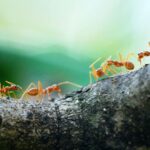 Τα μυρμήγκια είναι σε θέση να διαγνώσουν, σε κάποιο βαθμό, τις πληγές και να τις θεραπεύσουν αναλόγως, ώστε να μεγιστοποιήσουν την επιβίωση των τραυματιών