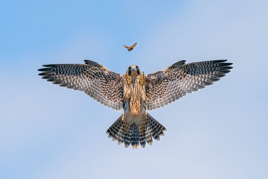 o-fetinos-diagonismos-bird-photographer-of-the-year-thelei-ta-poulia-na-petoun-eleythera-choris-kindynous