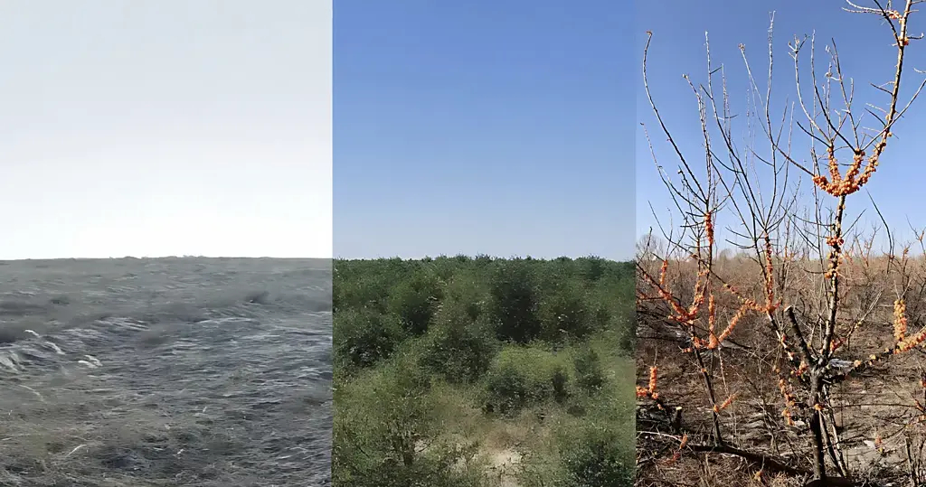 Αποτελέσματα του προγράμματος Ant Forest σε ένα κομμάτι γης, πριν και μετά τη φύτευση θάμνων ιπποφαούς το 2019 και το 2022, και αφού καρποφόρησαν το 2023