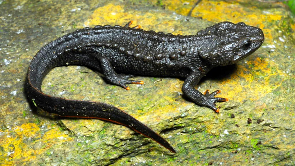 Cao Bang Crocodile