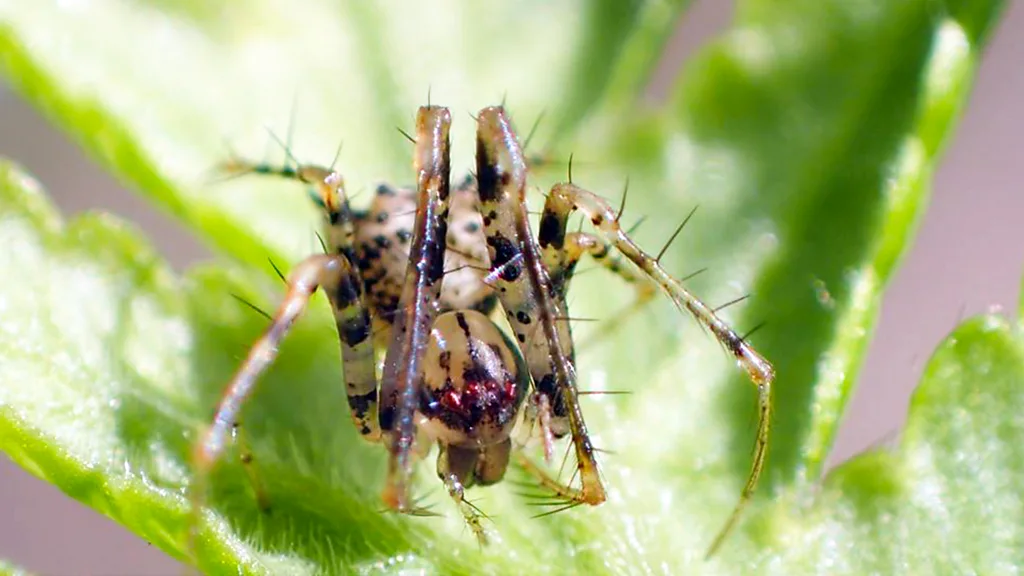 pirate spiders