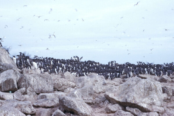 Murres