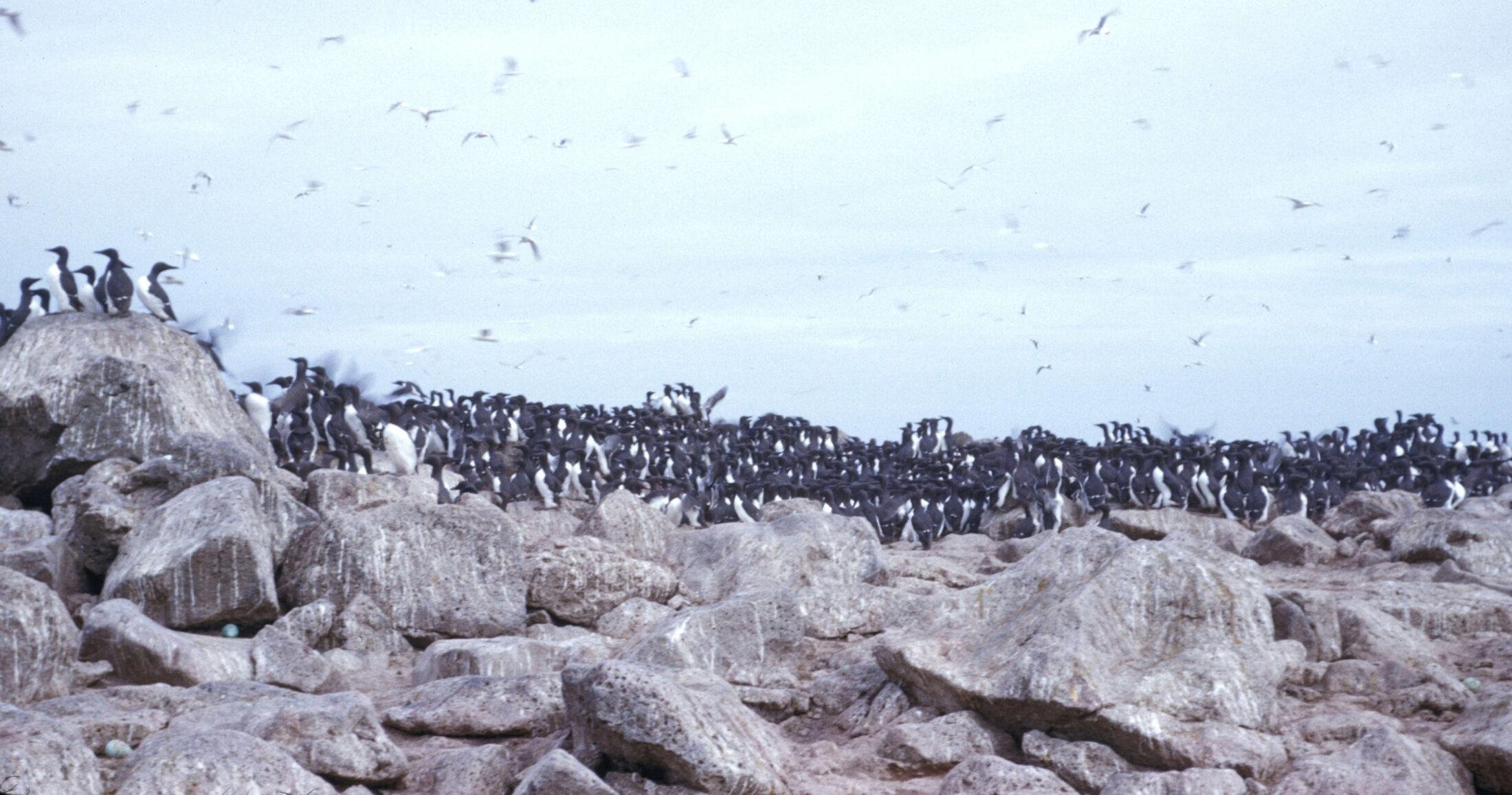 Murres